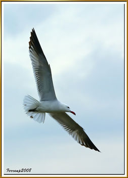 gavina corsa 25 - gaviota de audouin - audouin's gull - Free image #278517