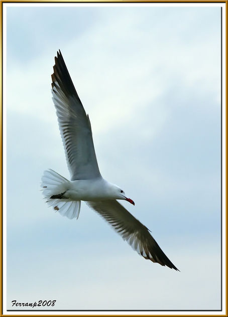 gavina corsa 25 - gaviota de audouin - audouin's gull - Kostenloses image #278517