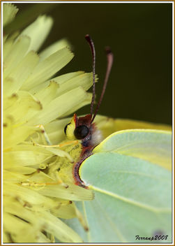 Parc Natural del Garraf 17 - Mimetisme: Papallona, Gonepteryx cleopatra - Kostenloses image #278547