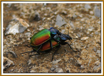 Parc Natural del Garraf 53 - escarabats amorosos - escarabajos amorosos - loving scarabs - Calosoma sycophanta - image #278587 gratis