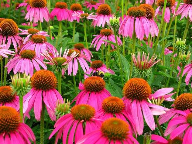Bumble-bee field of flowers - Free image #278677