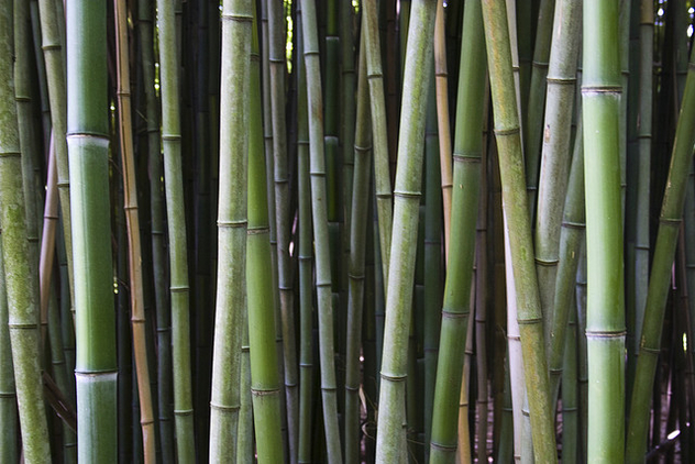 Bamboo - image gratuit #278807 