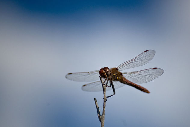 Sky Bokeh with Dragonfly - image gratuit #278957 