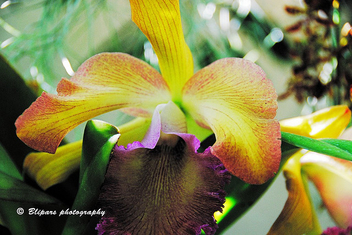 Orchids - image #279287 gratis