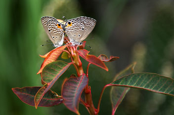 Mariposas, Butterflies. - бесплатный image #279377