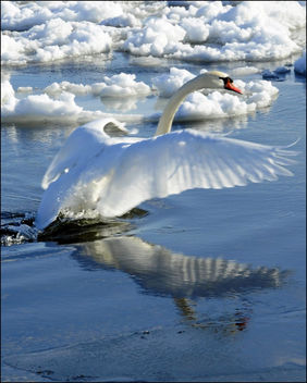 Lake Ontario Swan (Takeoff) - image gratuit #279397 