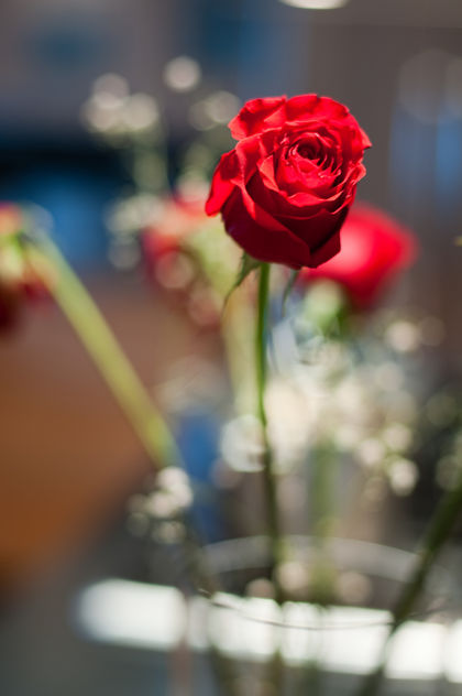 Roses for the performer - Free image #279437