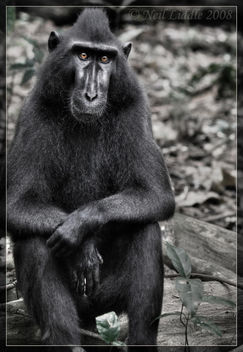 Casual Macaque - Kostenloses image #279537