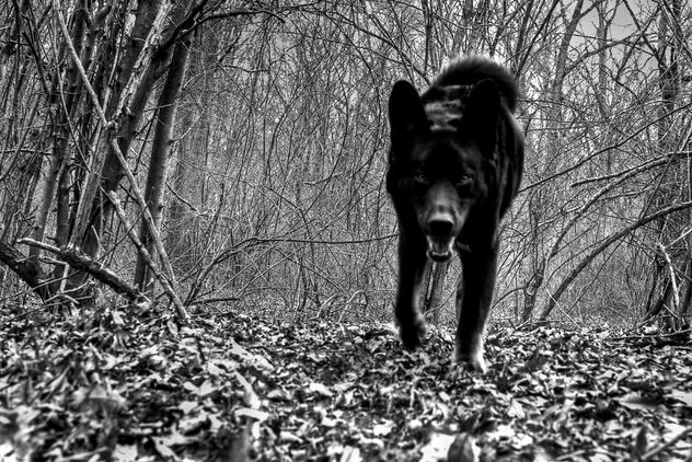 Rare New Jersey Black Wolf - Free image #279577