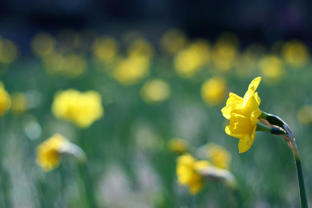 field of daffodils - image gratuit #279637 