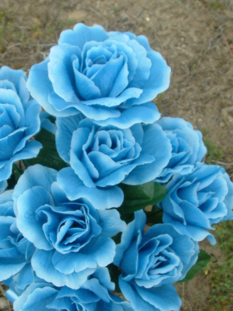 Blue Roses - image gratuit #279897 