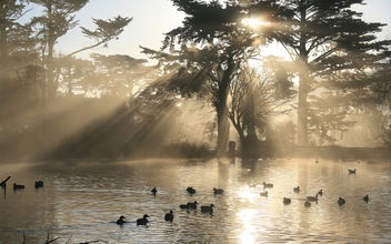 Nature Crepuscular Rays in Golden Gate Park - image gratuit #279977 