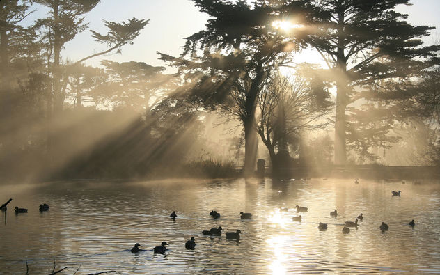 Nature Crepuscular Rays in Golden Gate Park - Free image #279977