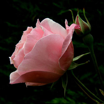 pink beauty - image gratuit #280037 