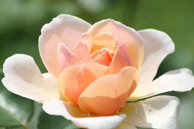Peach rose & drops - Free image #280127