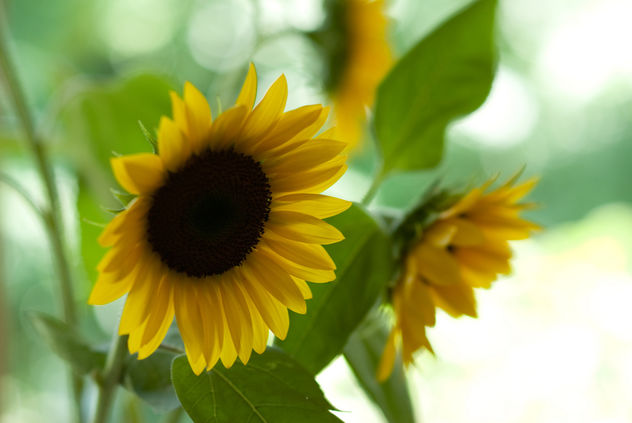 sunflowers from the farmer's market - image gratuit #280197 
