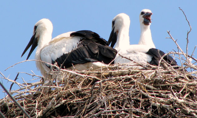 Well stocked nest - Kostenloses image #280287