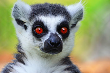 lemur - image #280397 gratis
