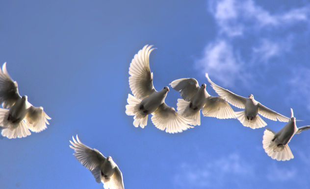 on the wings of a snow white dove - image gratuit #280527 