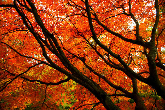 Orange Autumn Branches - image gratuit #280537 