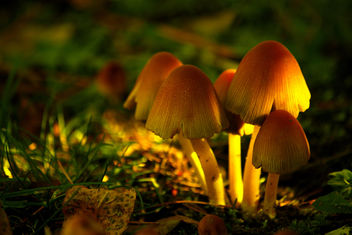 Enchanted Mushrooms - image #280707 gratis