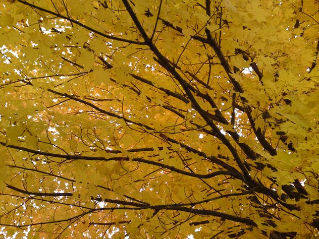 Branches with Yellow Leaves - Kostenloses image #280947