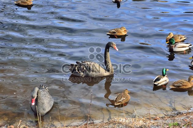 Black swans - image gratuit #280957 