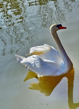 White swan - image #280967 gratis