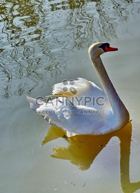 White swan - image #280967 gratis