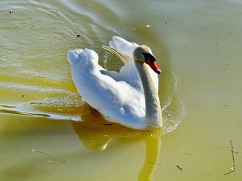 White swan - image #280977 gratis