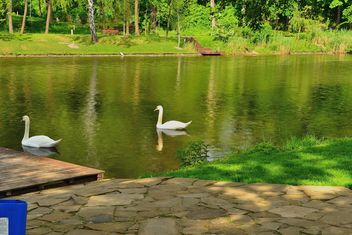 White swans - image #280987 gratis