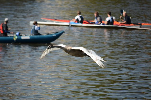 Swan flying over the lake - бесплатный image #281007