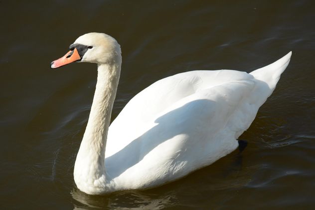Swan on the lake - image #281017 gratis