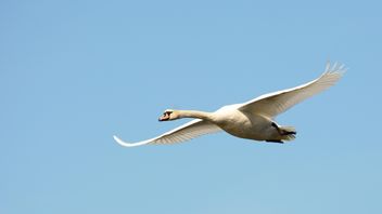 Swan flying high - image #281027 gratis