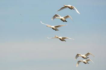 Swans flying high - image #281037 gratis