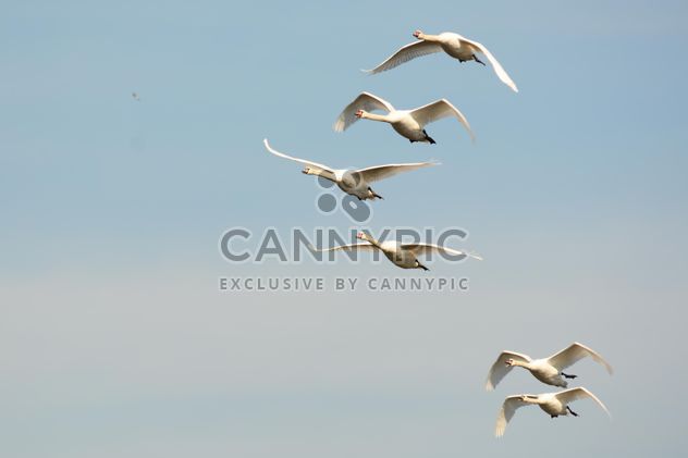 Swans flying high - image gratuit #281037 