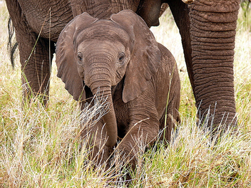 Baby Elephant ! - Kostenloses image #281127
