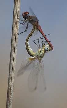 dragonfly - Free image #281177