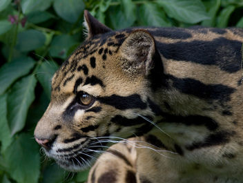 Sunda Clouded Leopard (Neofelis Diardi), Santago - Free image #281277