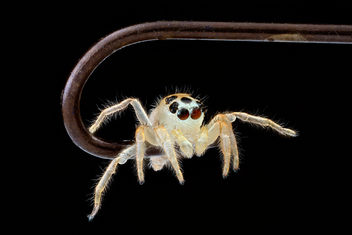 Jumping-Spider,on-fishhook-face_2012-08-02-16.22.56-ZS-PMax - image gratuit #281517 