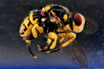 Dalmannia pacifica Fly, side, Fossil Butte_2012-10-24-11.27 - бесплатный image #281577