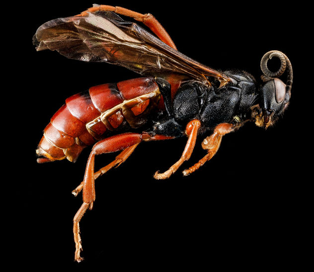 Wasp, U, side, Wyoming, Park Co_2013-04-09-15.48.41 ZS PMax - Kostenloses image #281747