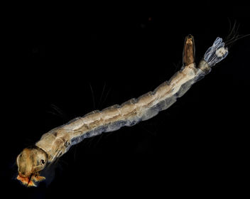 Fresh Mosquito larvae_2013-09-15-17.02.49 ZS PMax - бесплатный image #282007