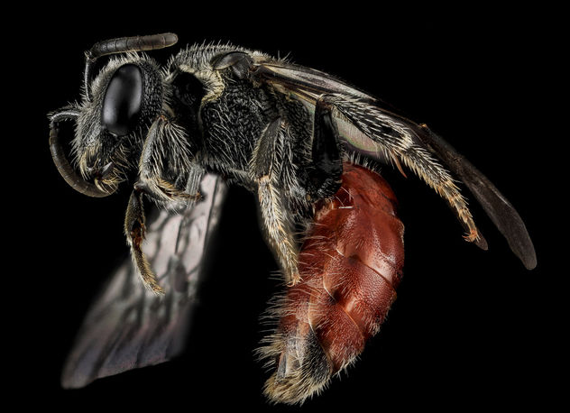 Sphecodes species, F, Side, MD, Cecil County_2013-07-08-19.08.34 ZS PMax - image #282177 gratis