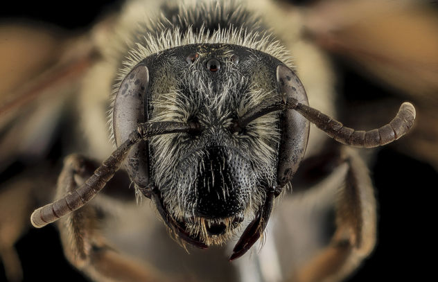 Andrena cragini, F, Face, Pennington Co, SD_2013-12-11-11.16.22 ZS PMax - бесплатный image #282317