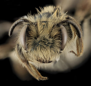 Andrena cuneilabris,F,Face, Humboldt Co,CA_2013-12-12-15.22.29 ZS PMax - бесплатный image #282357