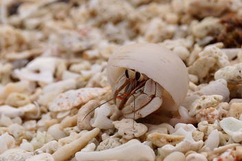 Hermit crab, Madhiriguraidhoo, Lhaviyani Atoll, Maldives - Kostenloses image #282377