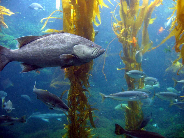Ocean Life Kelp Forest - image gratuit #282387 