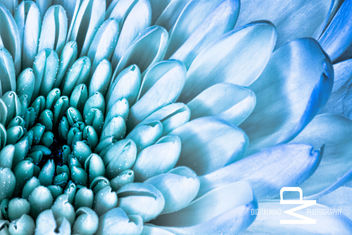 flowermacro-2 - Free image #282467
