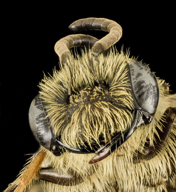 Andrena nebecula, M, Face, ME, Hancock County, Winter Harbor, Schoodic Point_2014-02-11-17.17.10 ZS PMax - Free image #282497